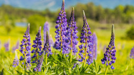 Best Gardening Tips For Lupine Flower