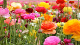 Your Guide To Planting And Cultivating Ranunculus