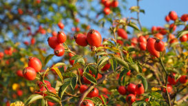 What Are Rose Hips, And Do They Truly Help?