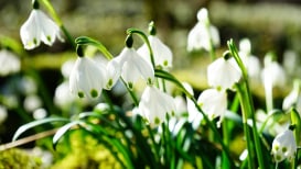 All That You Need To Know About Snowdrop Flower