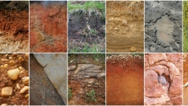 Discover The Types Of Soil In Your Garden 