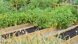 15 Vegetable Gardening Beds You Must Know About