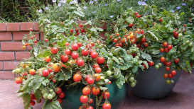 Containers Grow Vegetables: How Container Vegetable Gardening