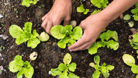 Best Way To Start Vegetable Gardening For Beginners