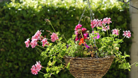 Top Gardening Tips For Vinca Flower