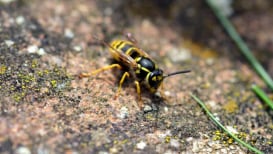 What's the Difference Between Wasps, Bees, and Hornets?