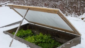 33 Winter Gardening Ideas for Growing Winter Plants